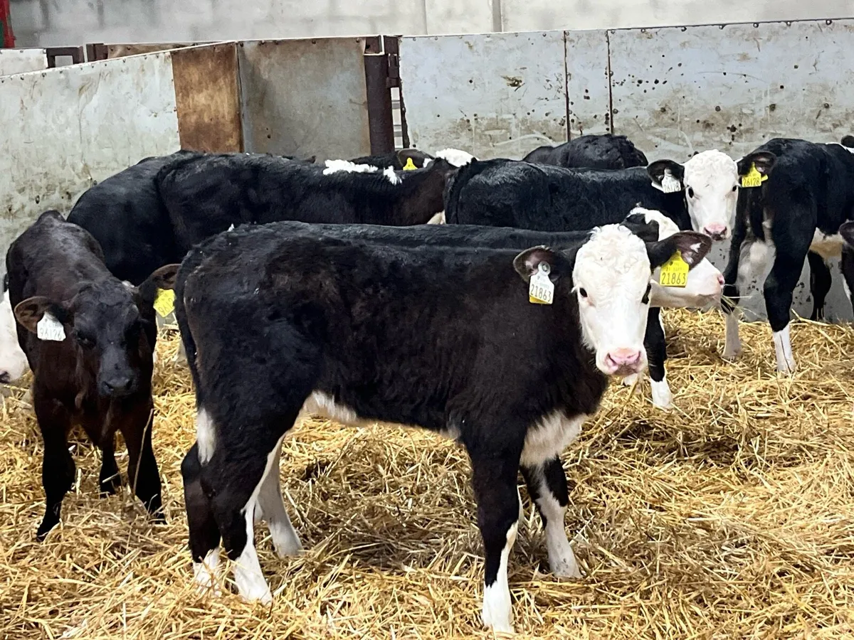 FRESH SELECTION OF CALVES WEEKLY - Image 2