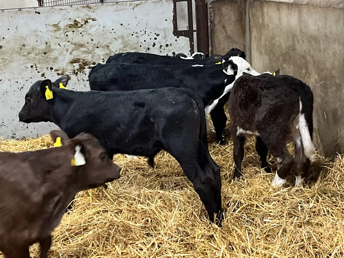 FRESH SELECTION OF CALVES WEEKLY - Image 3