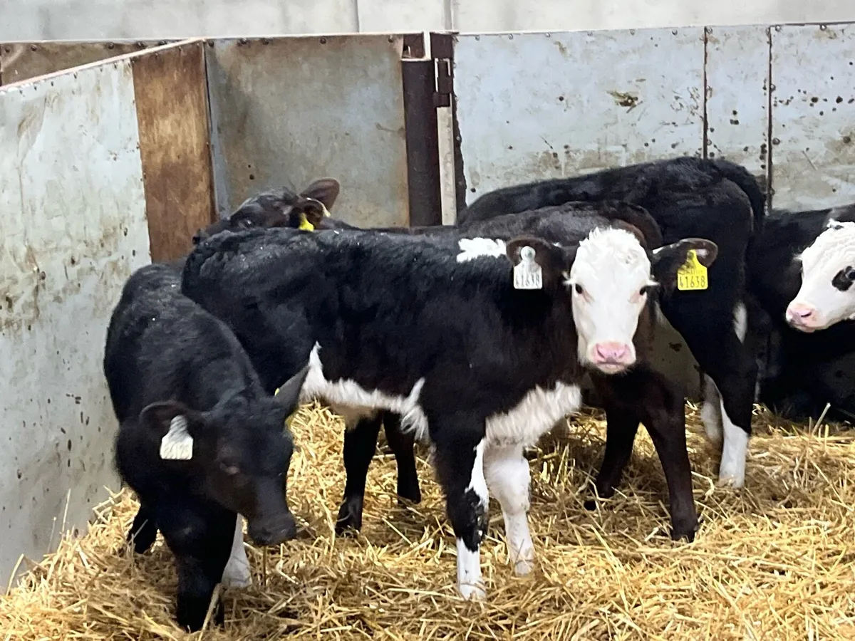 FRESH SELECTION OF CALVES WEEKLY - Image 4