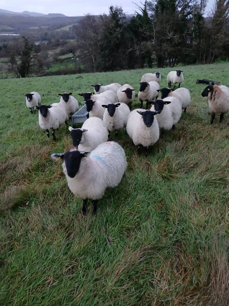 Suffolk ewe lambs - Image 2