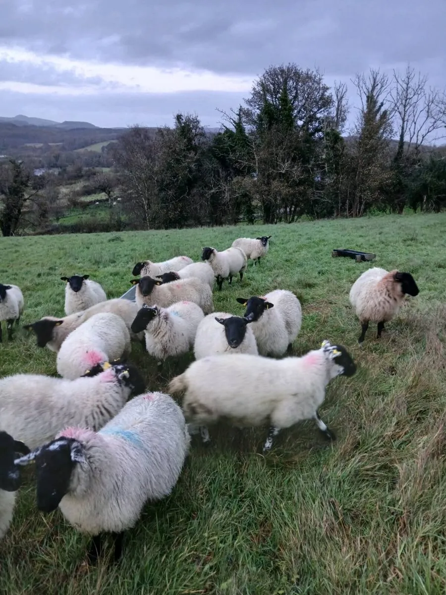 Suffolk ewe lambs - Image 3