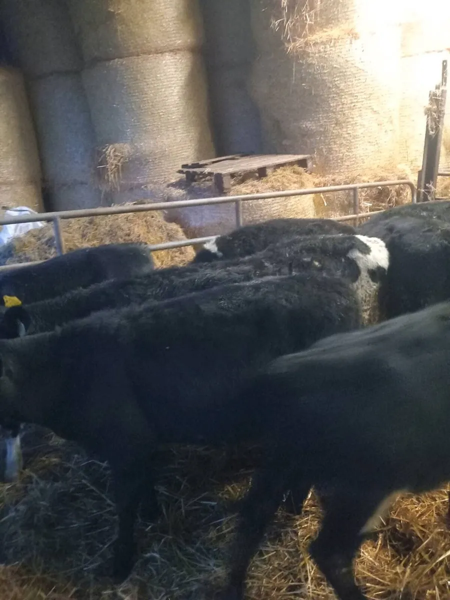 8 smashing heifer weanlings - Image 1