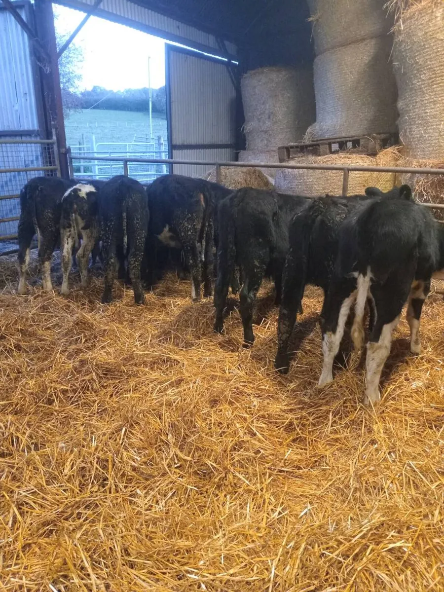 8 smashing heifer weanlings - Image 4