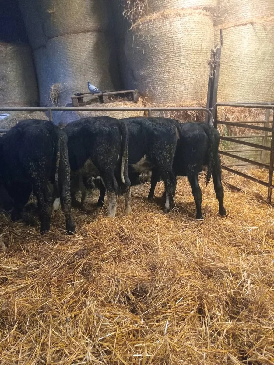 8 smashing heifer weanlings - Image 2
