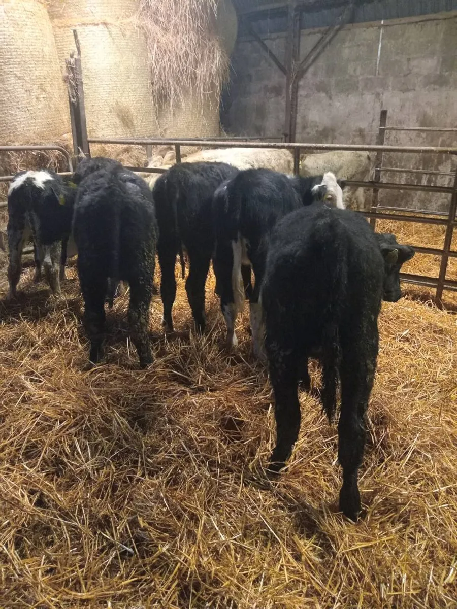 8 smashing heifer weanlings - Image 3