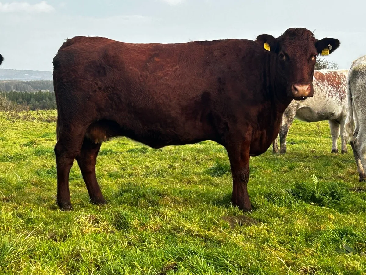 Two In-Calf Shorthorn Cows - Image 3