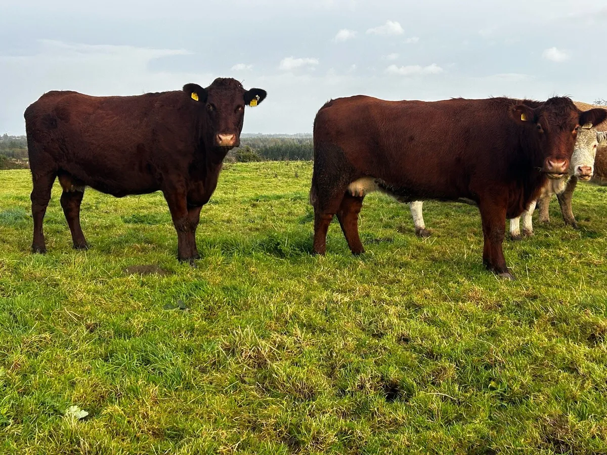 Two In-Calf Shorthorn Cows - Image 1