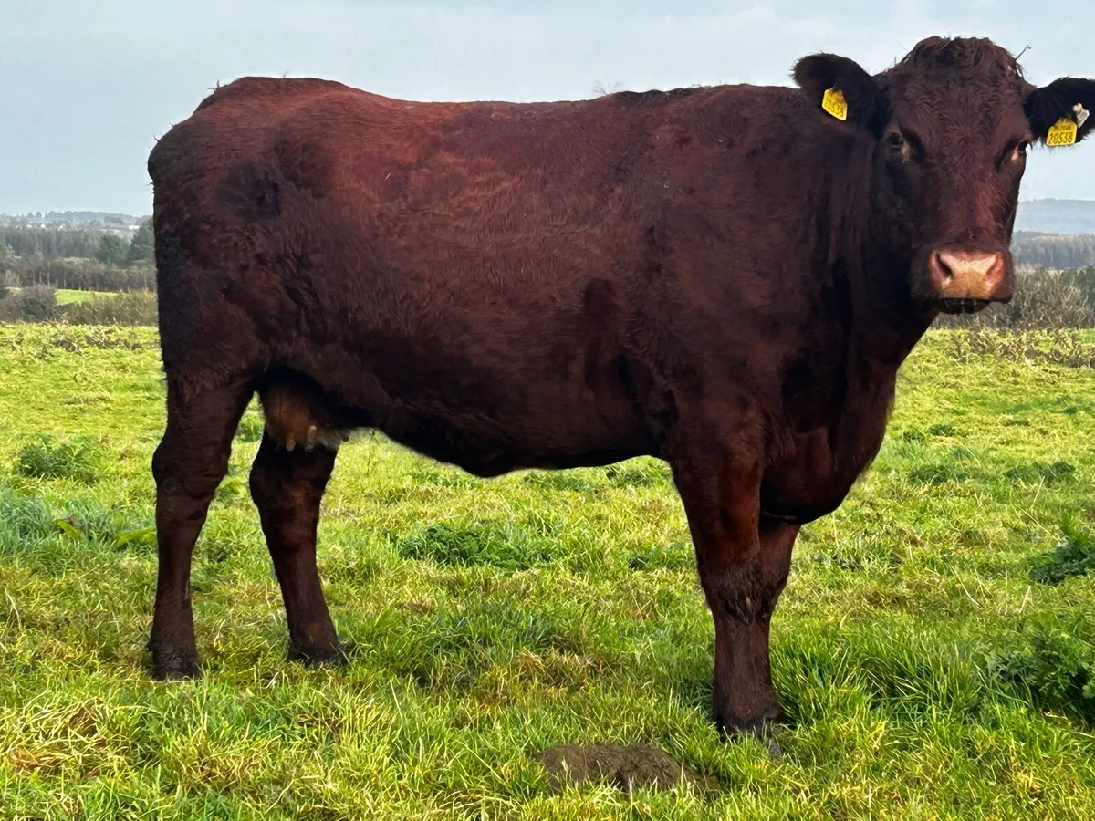 Two In-Calf Shorthorn Cows - Image 2