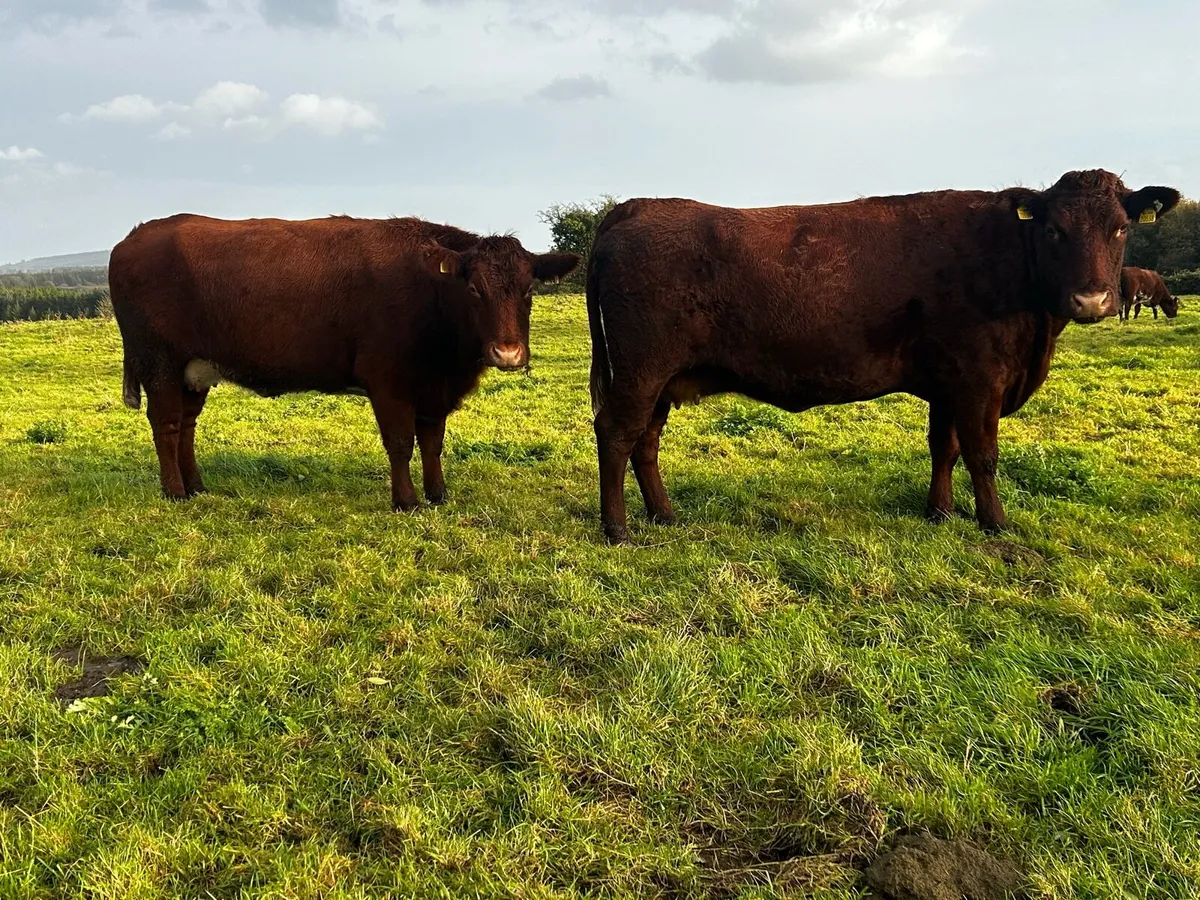 Two In-Calf Shorthorn Cows - Image 4
