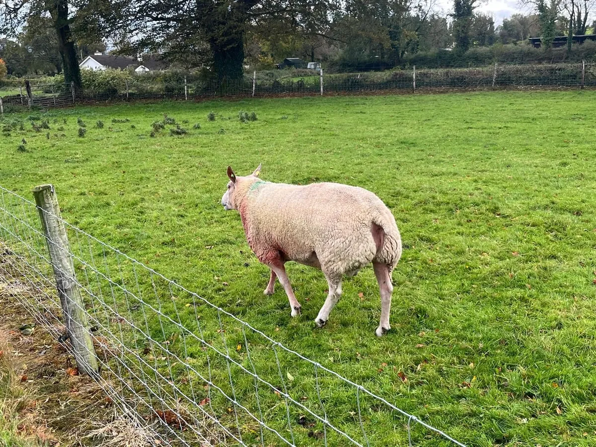 Ram - Image 2