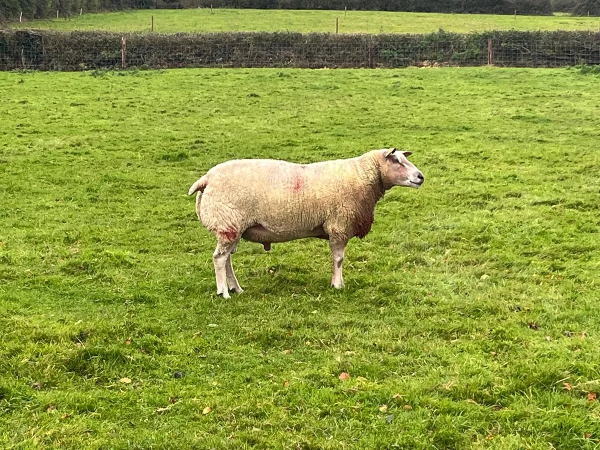 Ram - Image 1