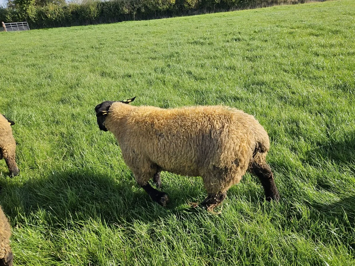 Suffolk Ram Lambs - Image 3