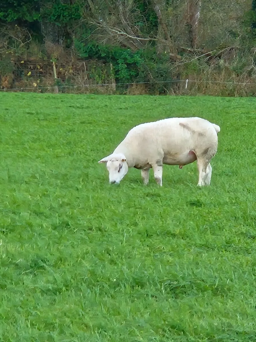 Texel x charollais shearlings - Image 1