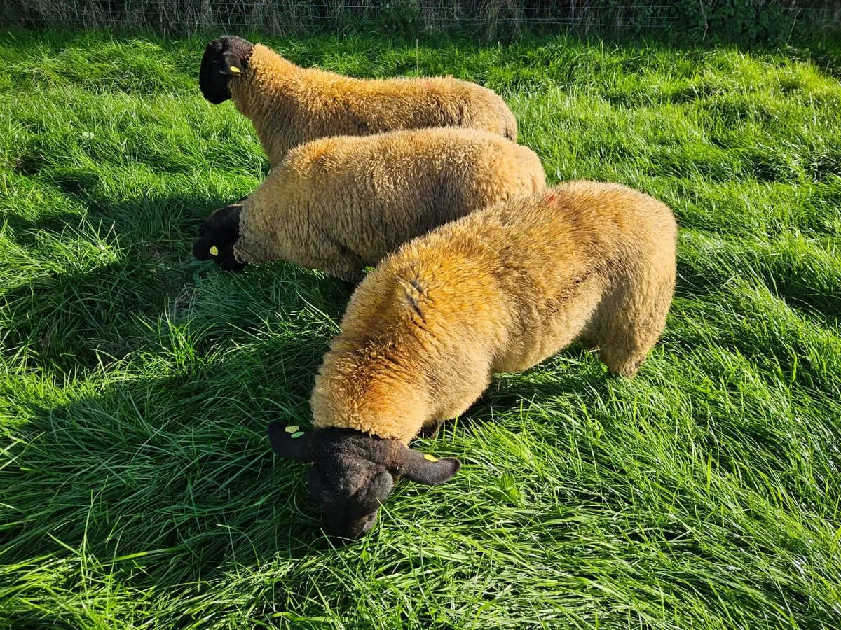 Suffolk Ram Lambs - Image 1