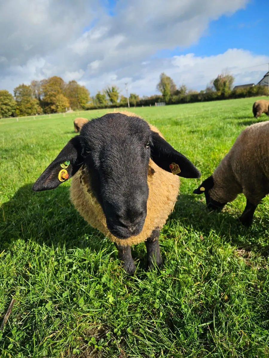 Suffolk Ram Lambs - Image 2