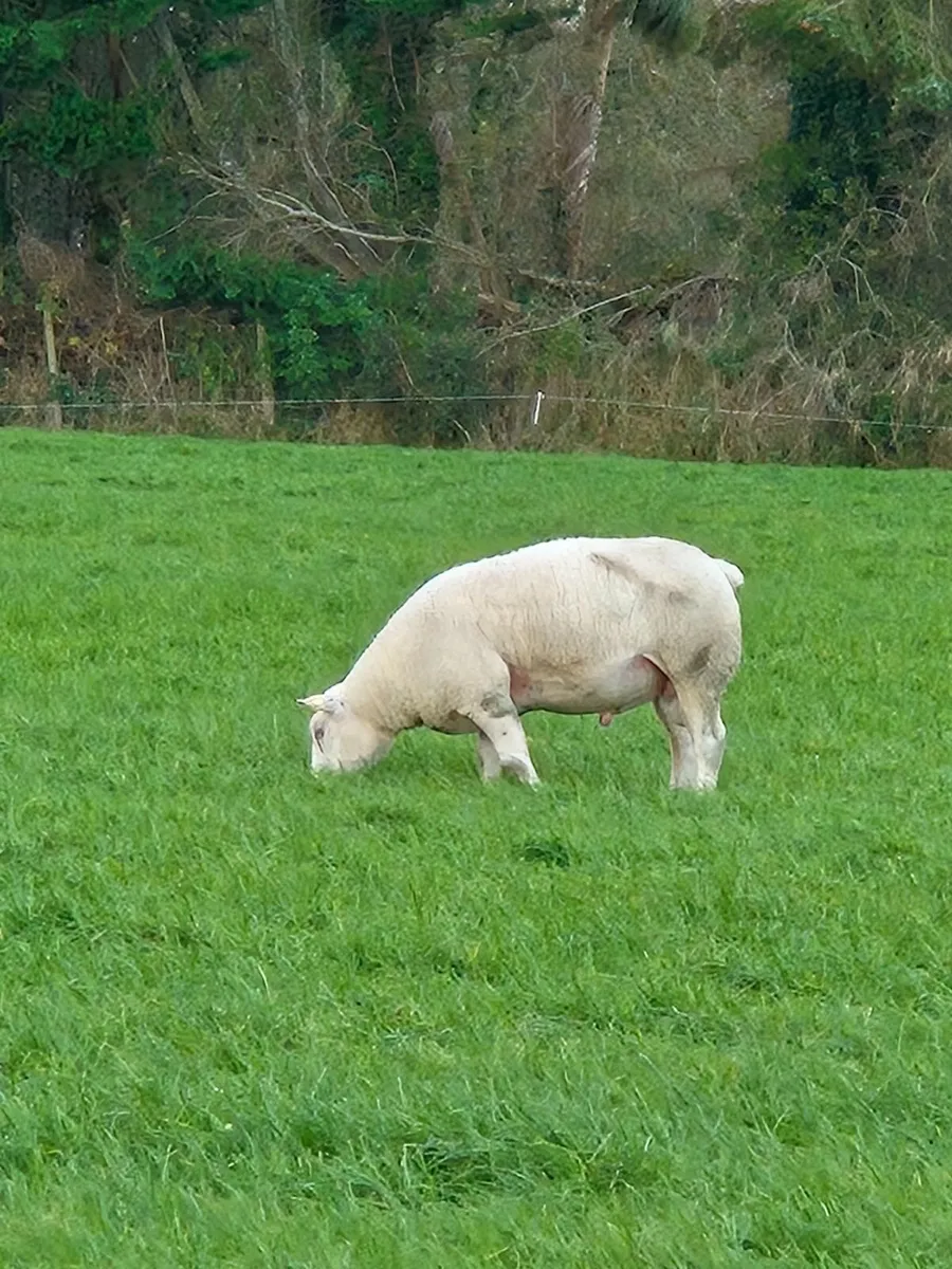 Texel x charollais shearlings - Image 2