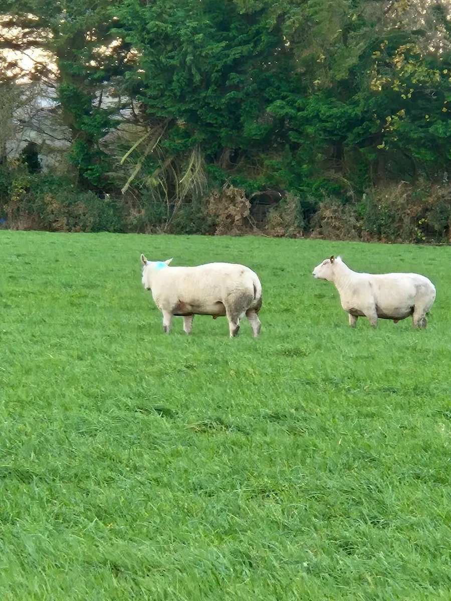 Texel x charollais shearlings - Image 3