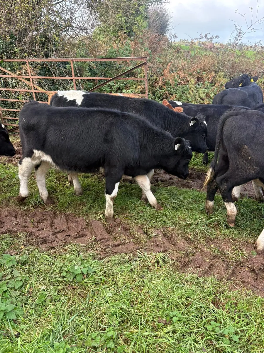 Cork Marts Corrin Fermoy Weanlings Thursday 29th - Image 2