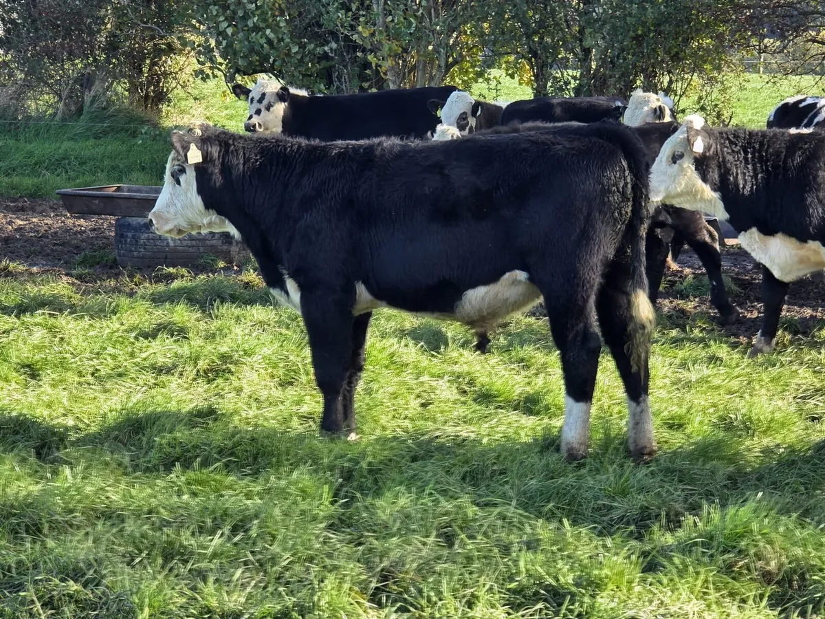 Cork Marts Corrin Fermoy Weanlings Thursday 29th - Image 1