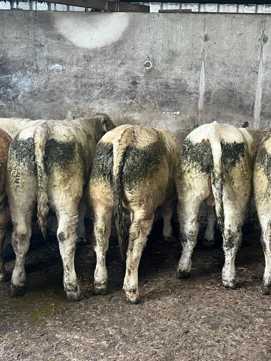 Cork Marts Corrin Fermoy Weanlings Thursday 29th - Image 3