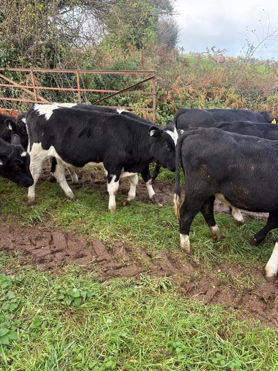 Cork Marts Corrin Fermoy Weanlings Thursday 29th - Image 4