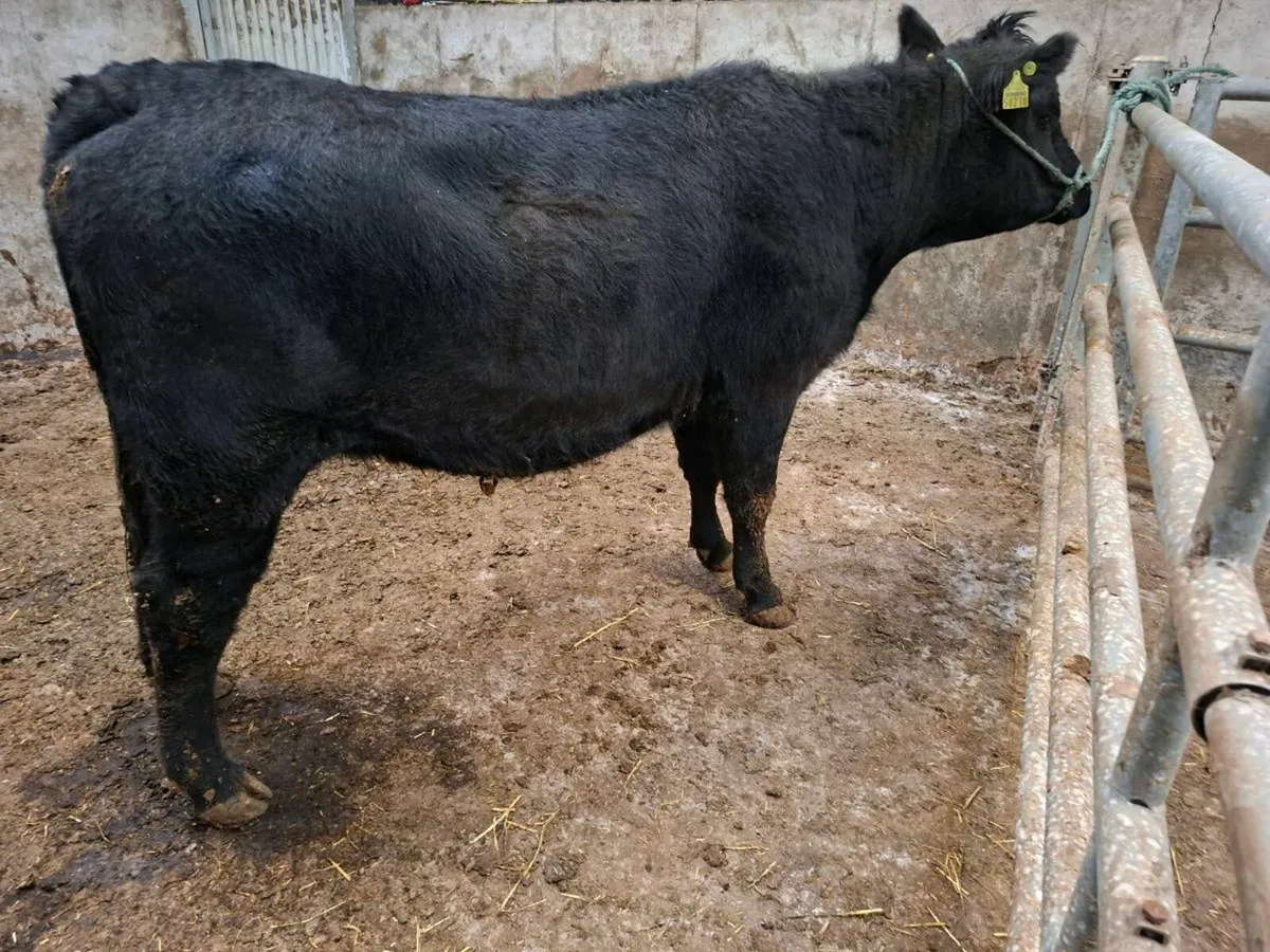 Pedigree Registered Aberdeen Angus Springer - Image 1