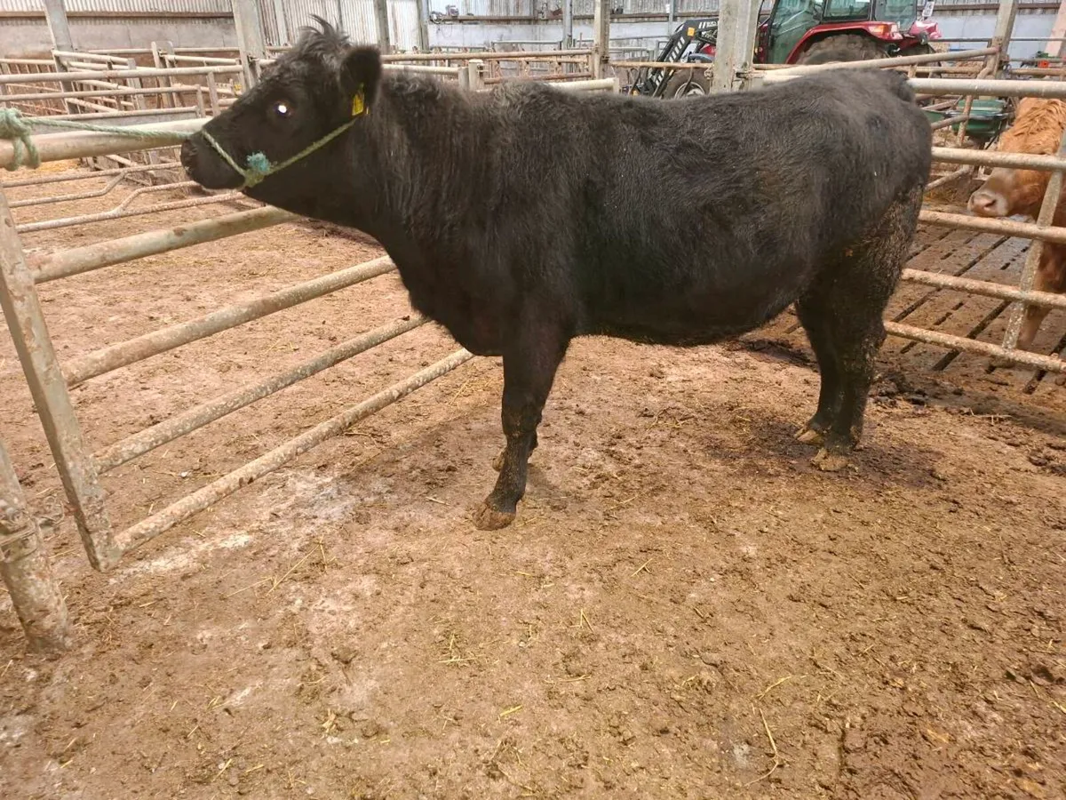 Pedigree Registered Aberdeen Angus Springer - Image 2