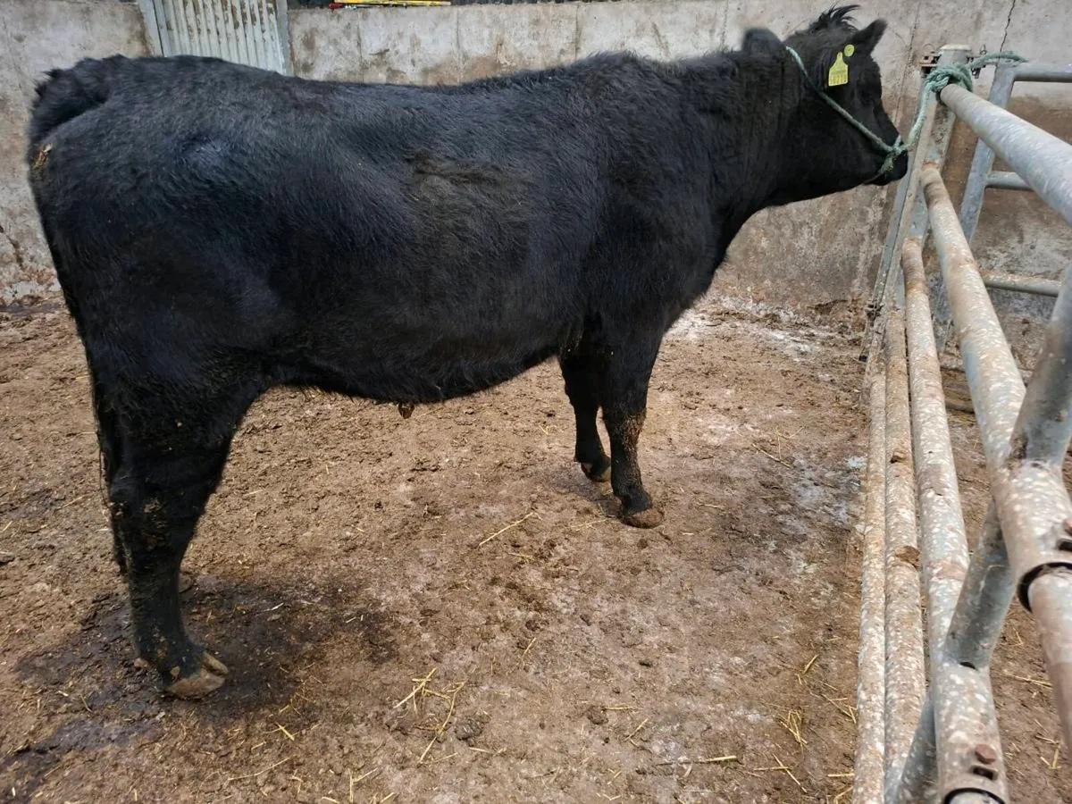 Pedigree Registered Aberdeen Angus Springer - Image 3