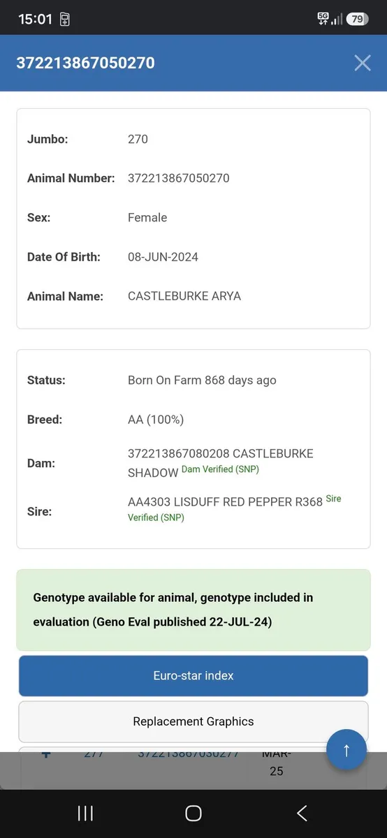 Pedigree Registered Aberdeen Angus Springer - Image 4