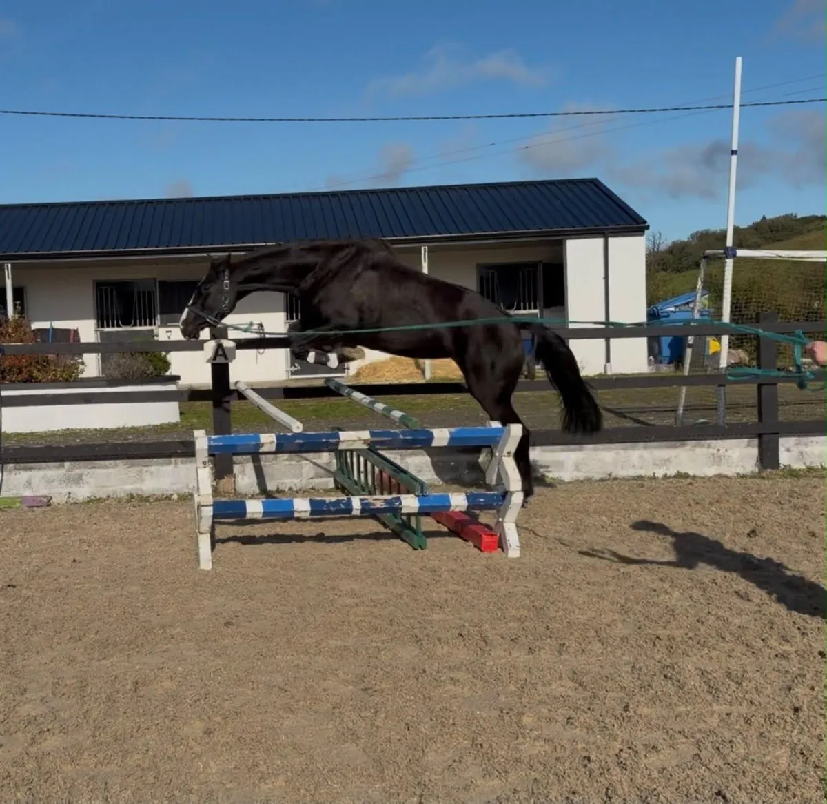 Sport Horse - Image 1