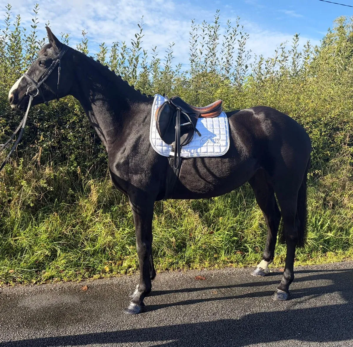 Sport Horse - Image 3