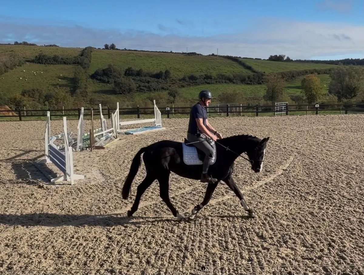 Sport Horse - Image 4