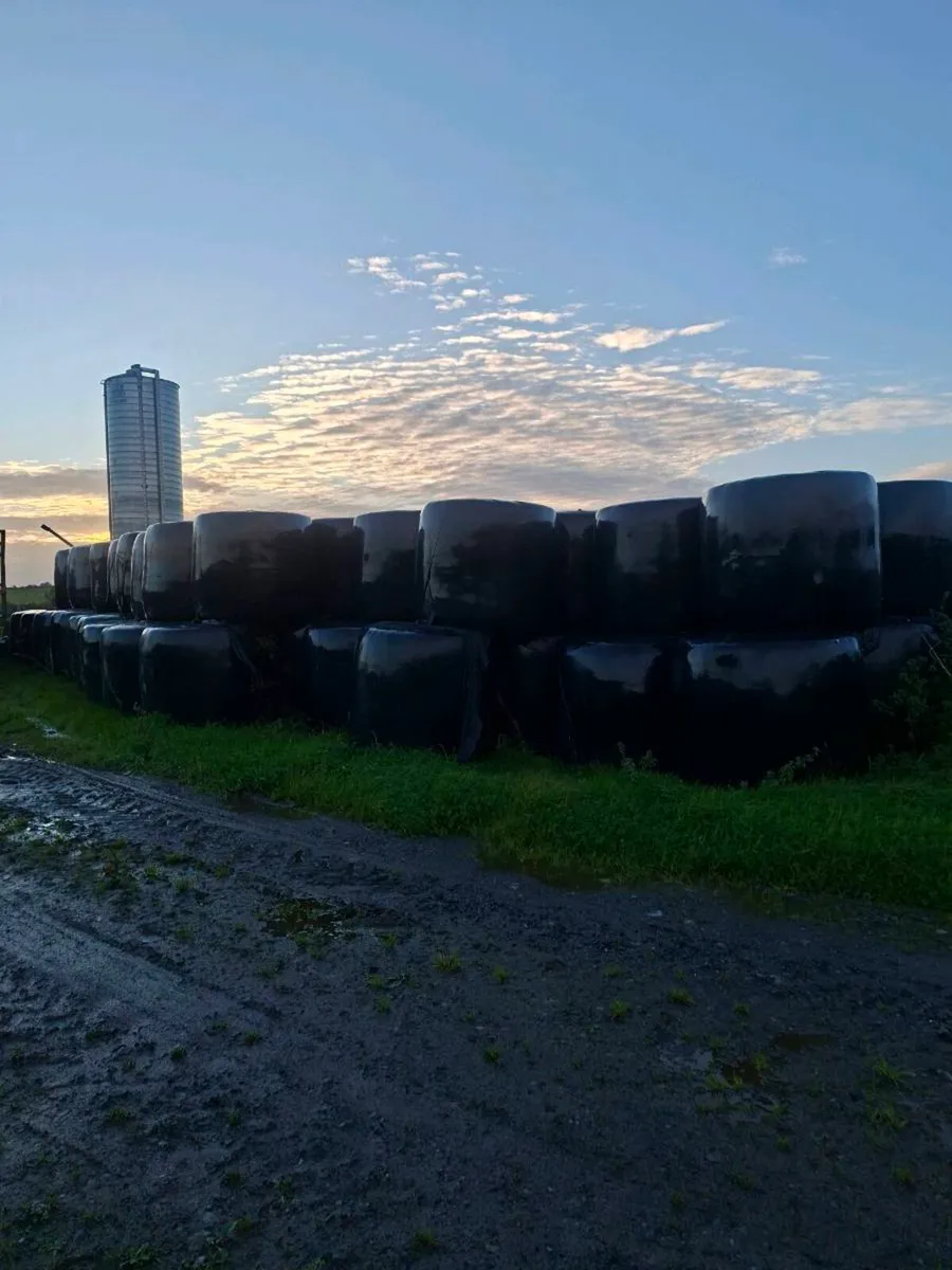 200 bales of silage - Image 1