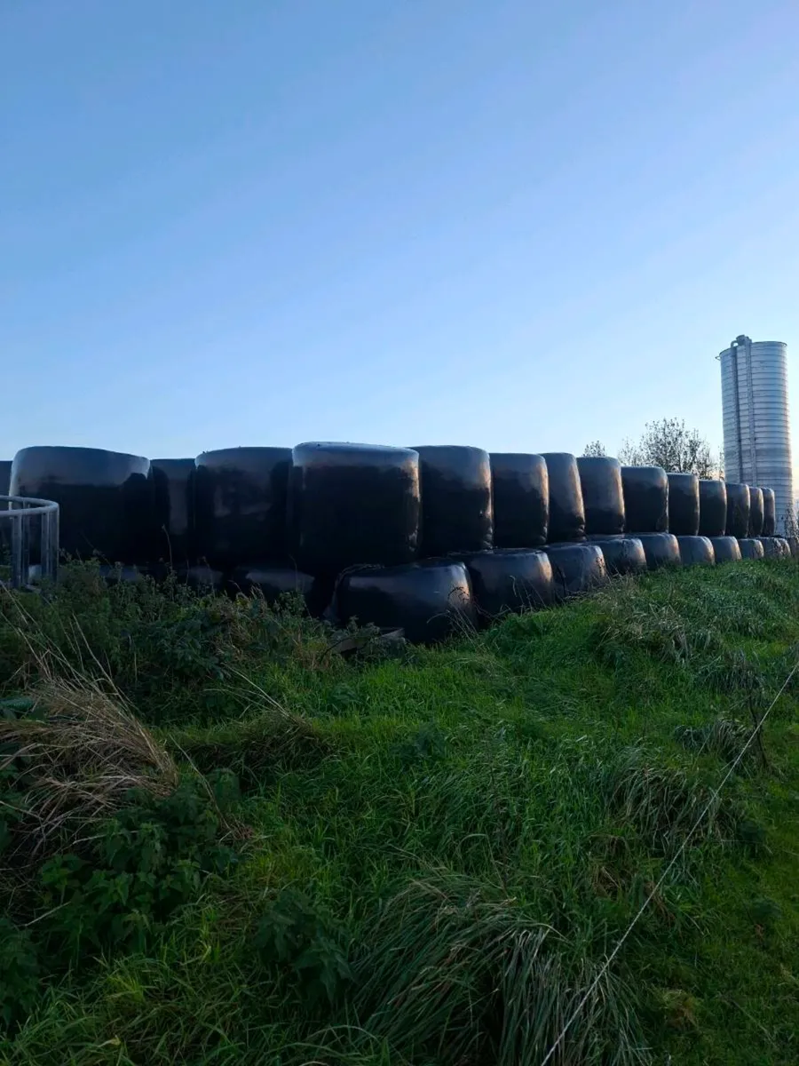 200 bales of silage - Image 2