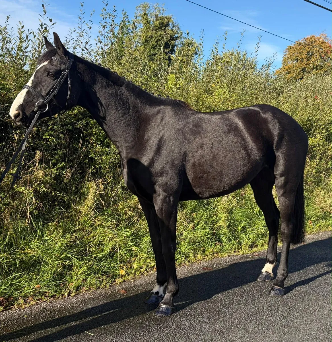 Sport Horse - Image 2