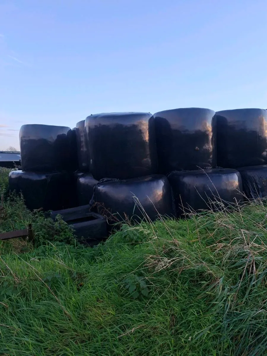 200 bales of silage - Image 3