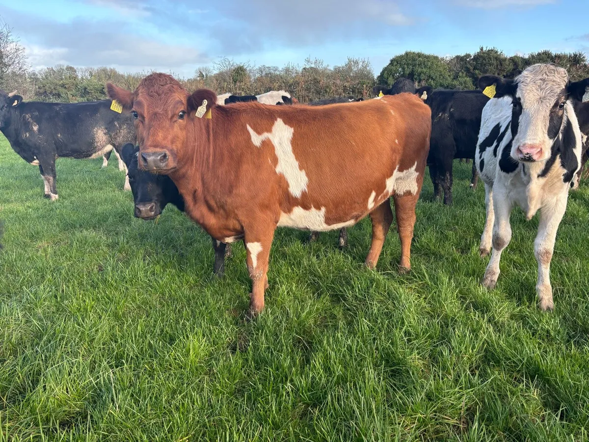 20 Xbred In-calf Heifers - Image 1