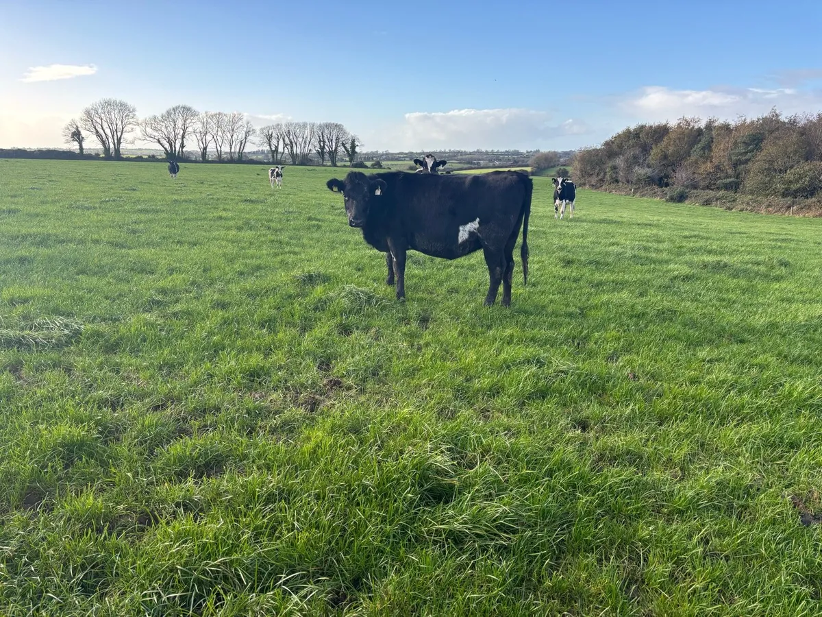 20 Xbred In-calf Heifers - Image 2