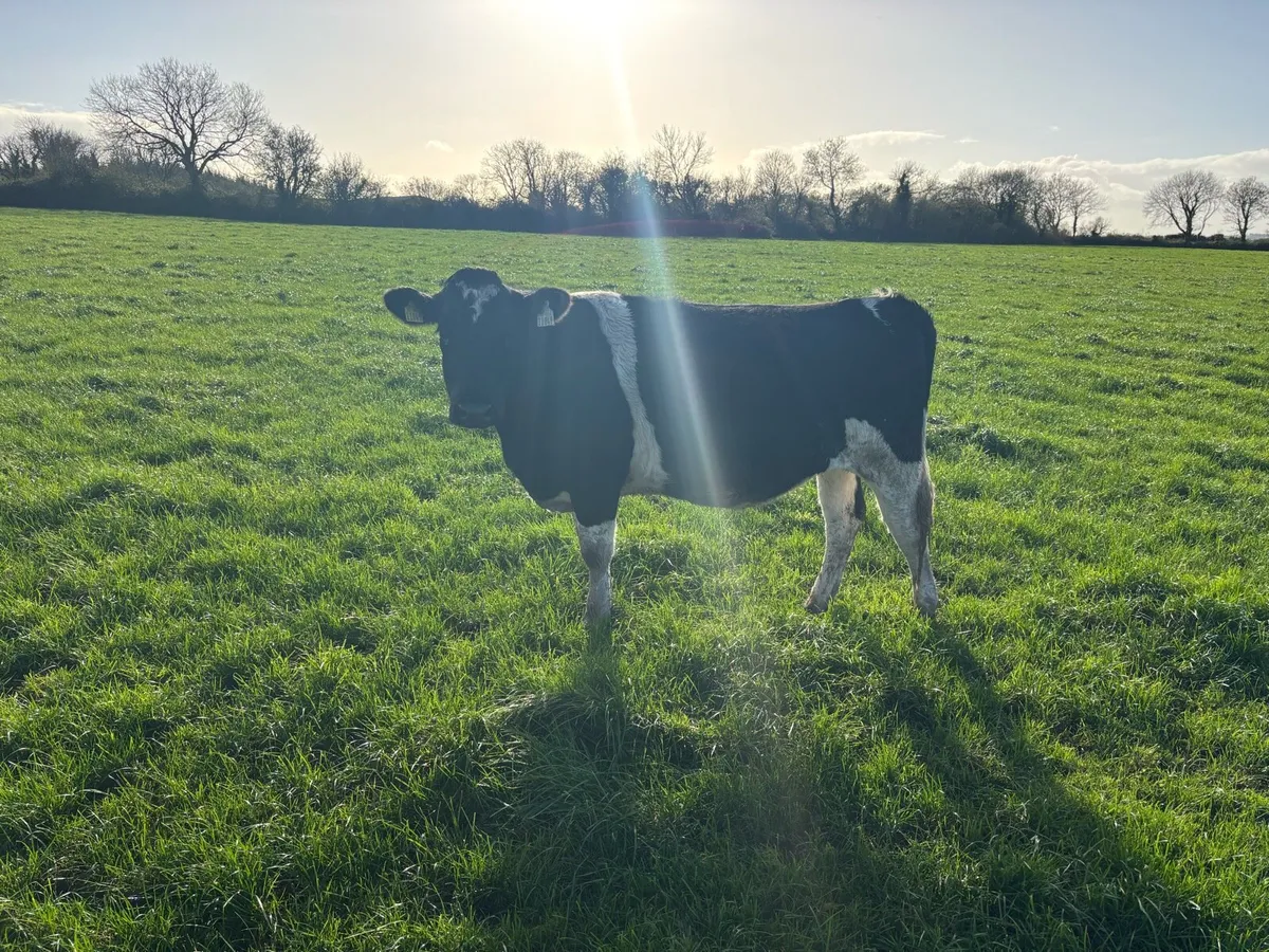 20 Xbred In-calf Heifers - Image 3