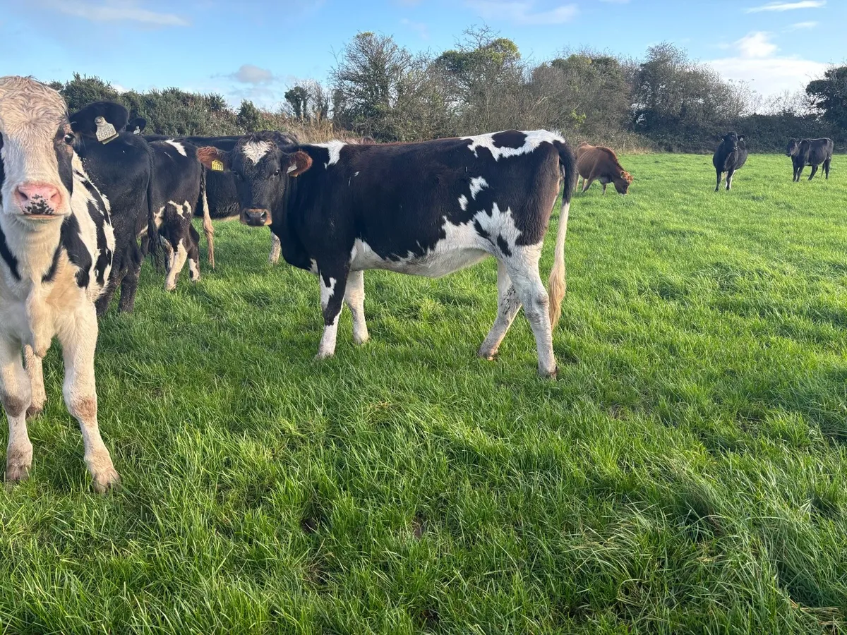 20 Xbred In-calf Heifers - Image 4