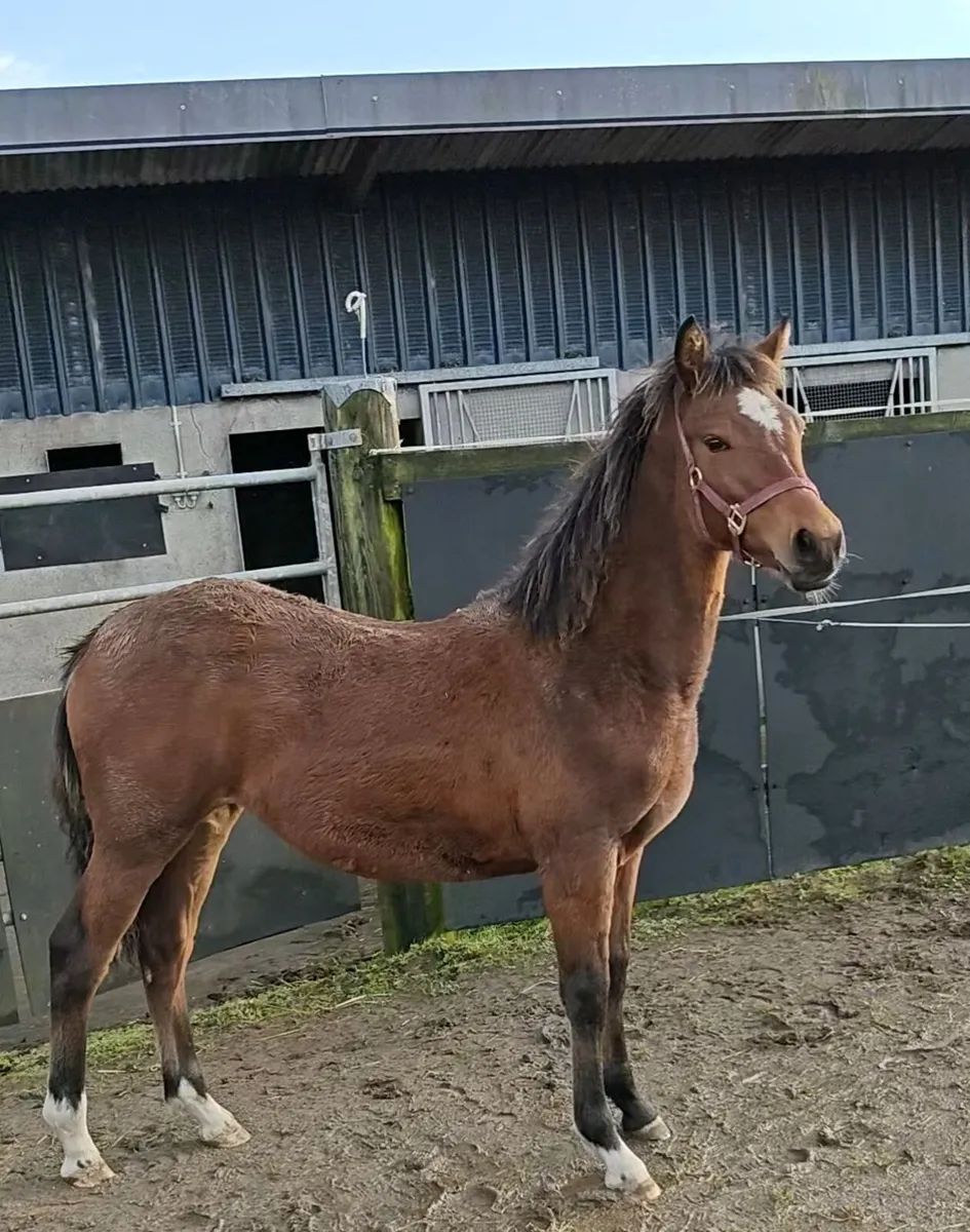 Quality Connemara filly with a bright future - Image 1