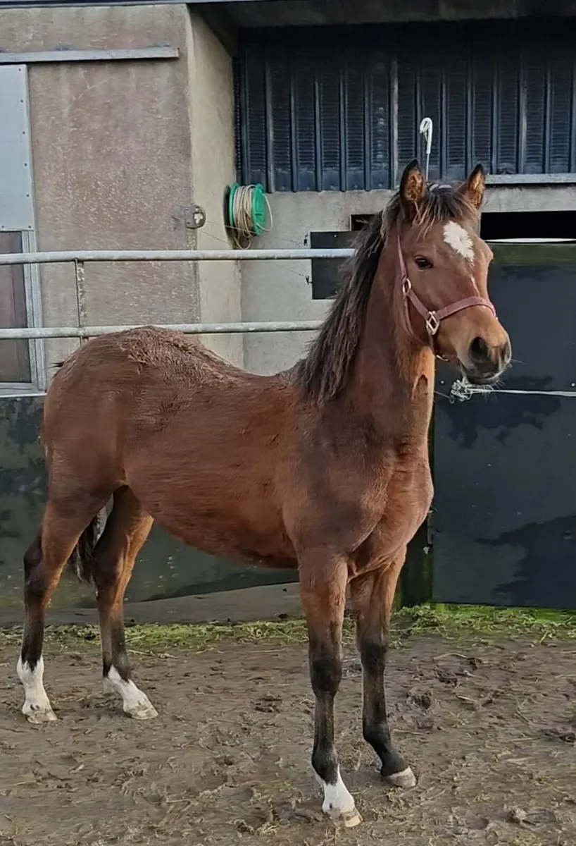 Quality Connemara filly with a bright future - Image 4