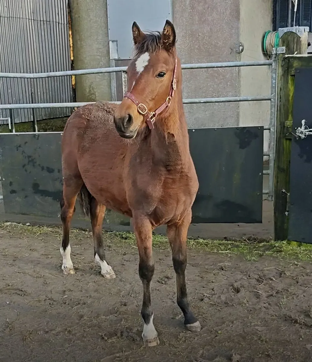 Quality Connemara filly with a bright future - Image 3