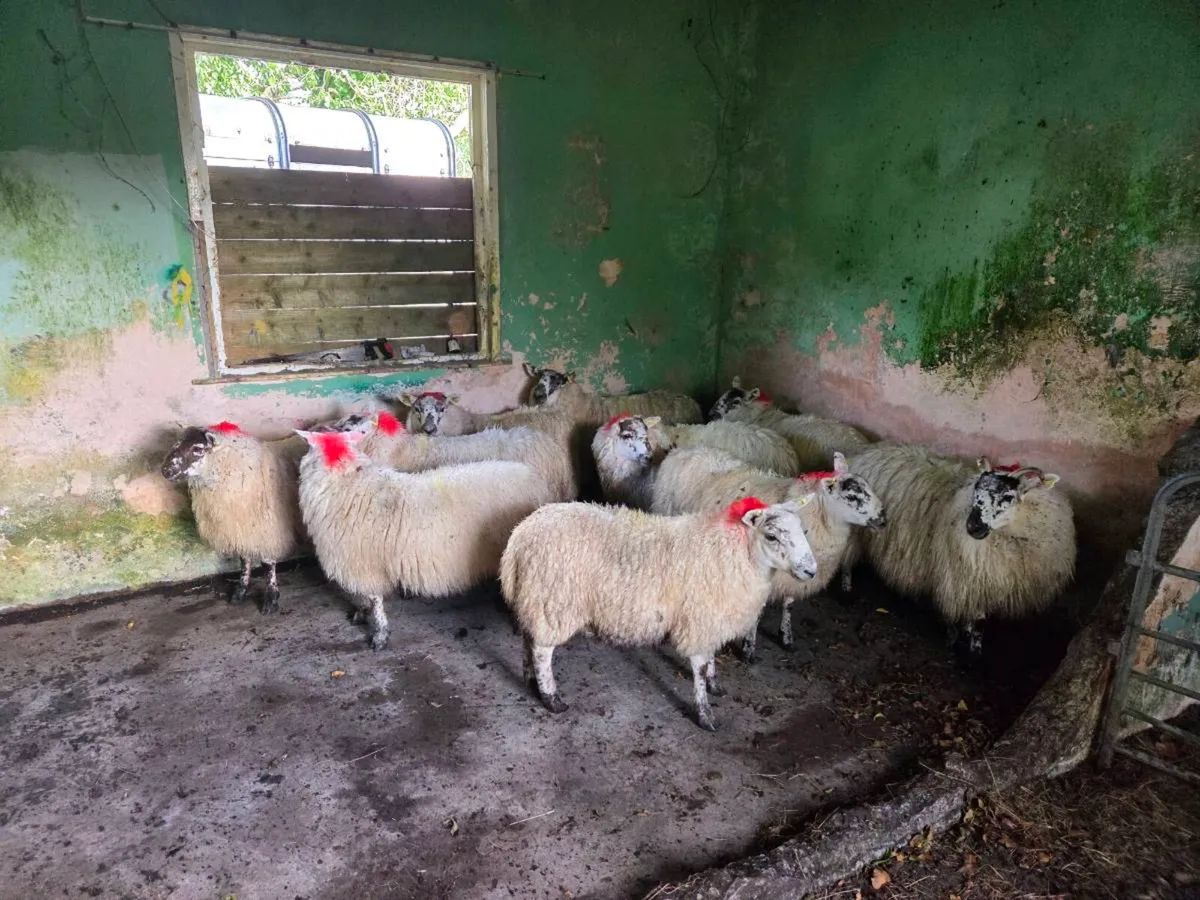 Cheviot cross ewe lambs - Image 2