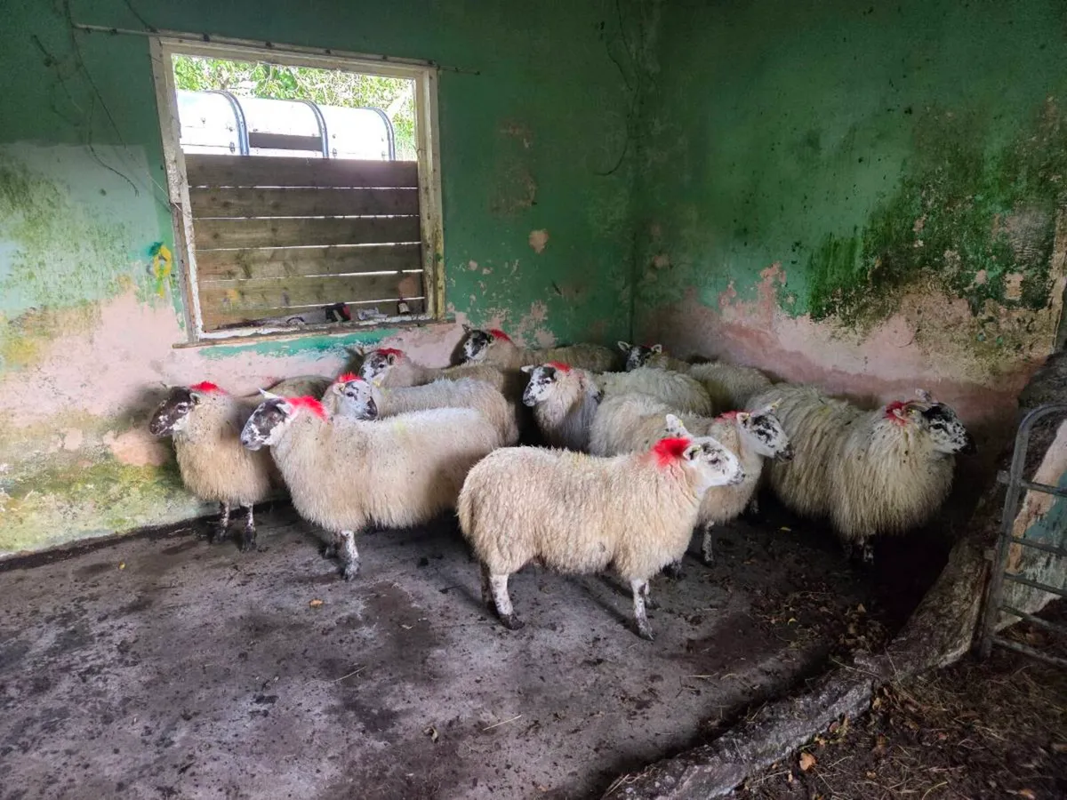 Cheviot cross ewe lambs - Image 3