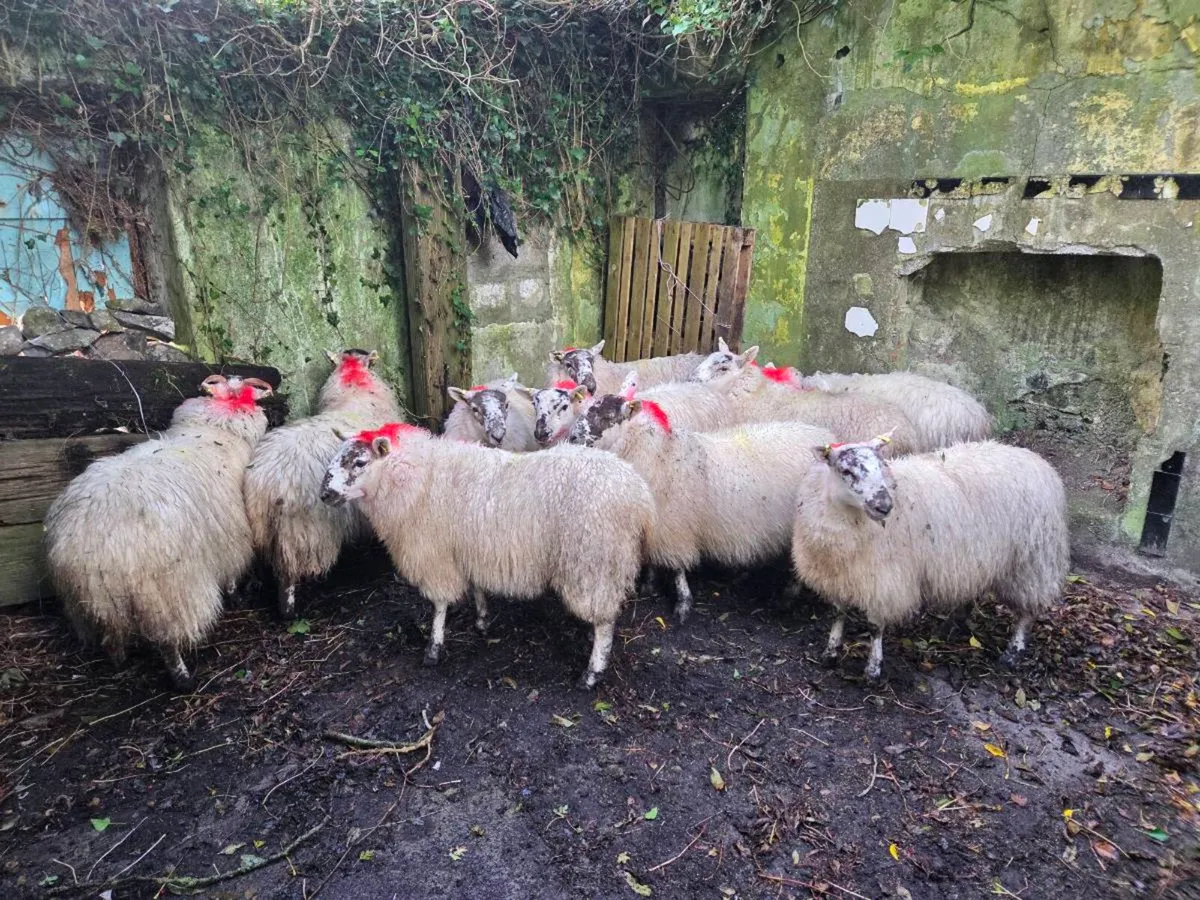 Cheviot cross ewe lambs - Image 4