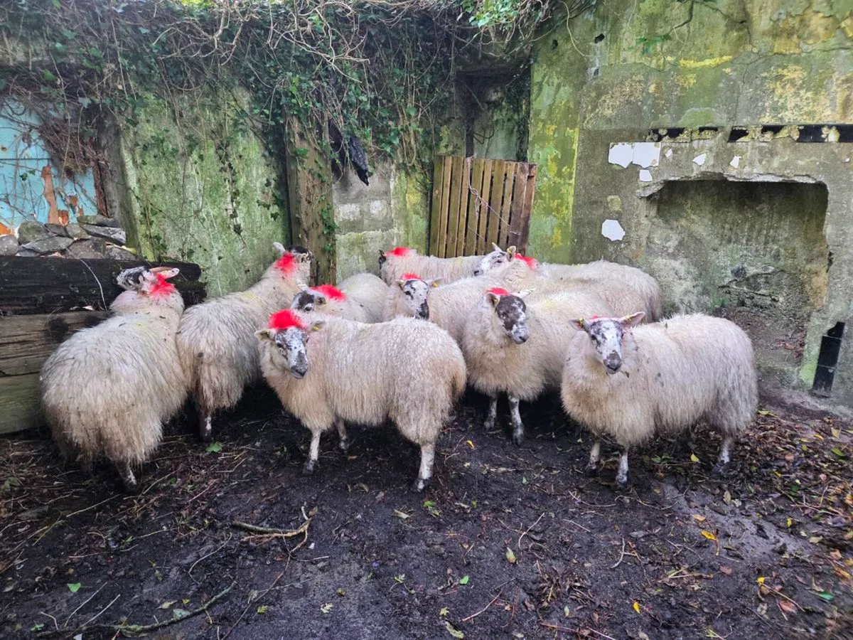Cheviot cross ewe lambs - Image 1