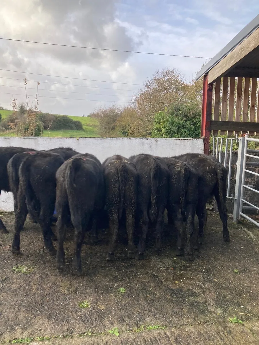 9 Angus Heifer Weanlings - Image 1