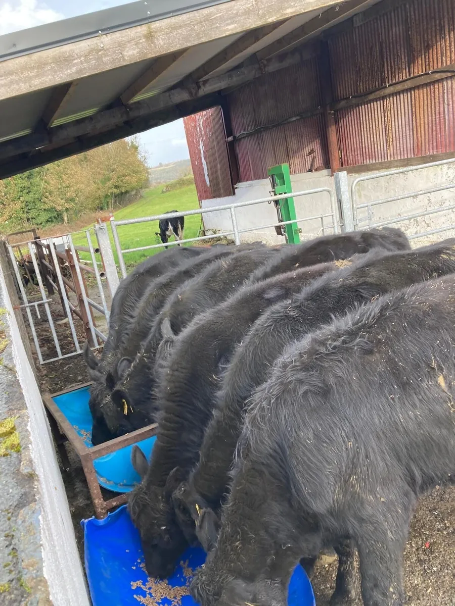 9 Angus Heifer Weanlings - Image 2