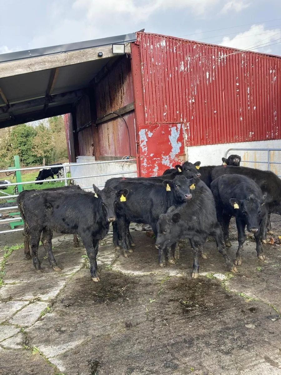 9 Angus Heifer Weanlings - Image 3